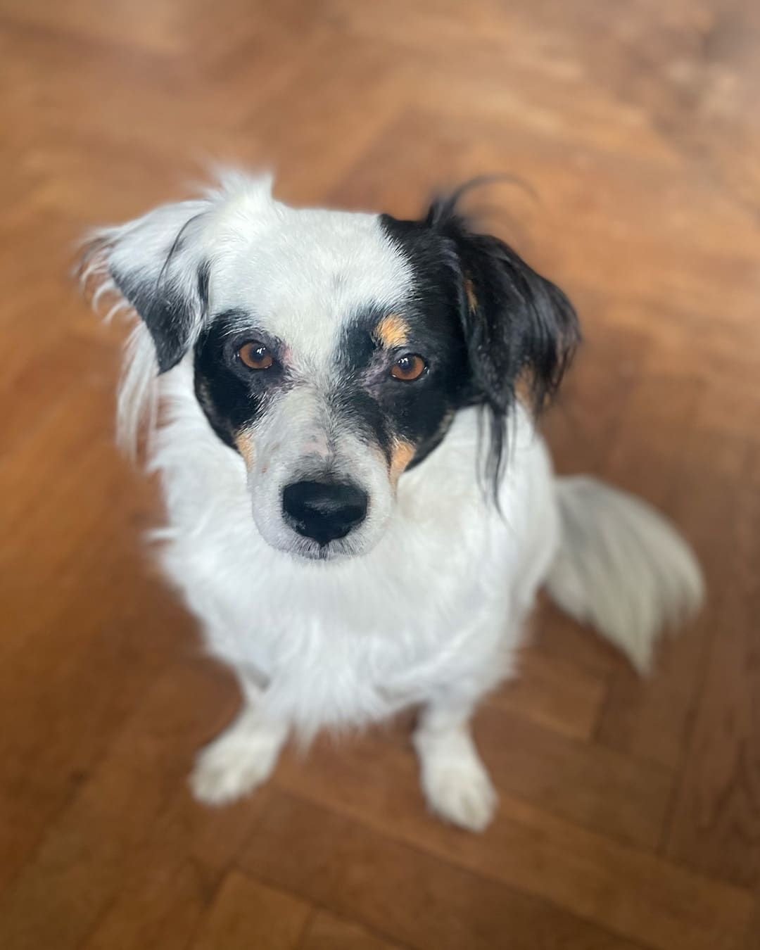 Jupp – Julias treuer Begleiter